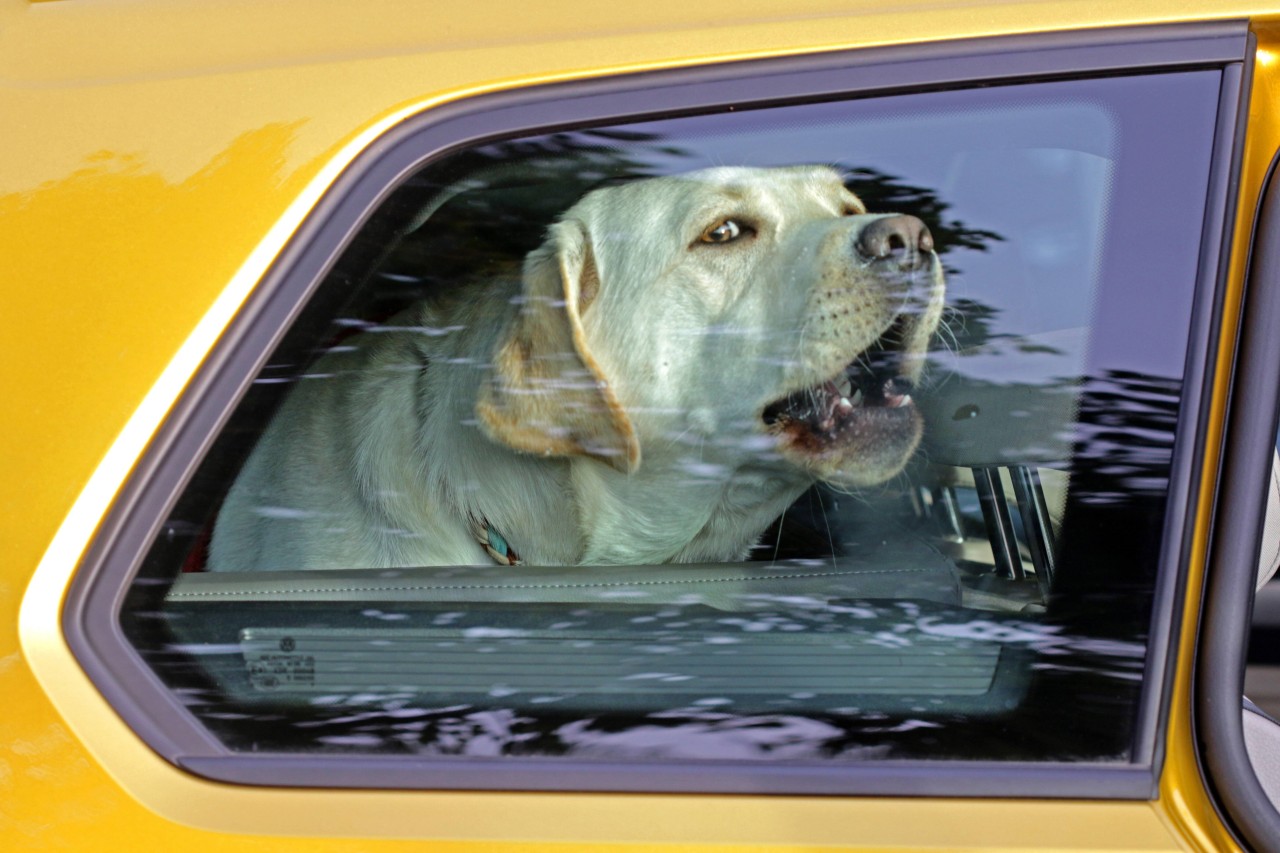 Ein Hund musste in einem Hitze-Auto schrecklich leiden. (Symbolfoto)