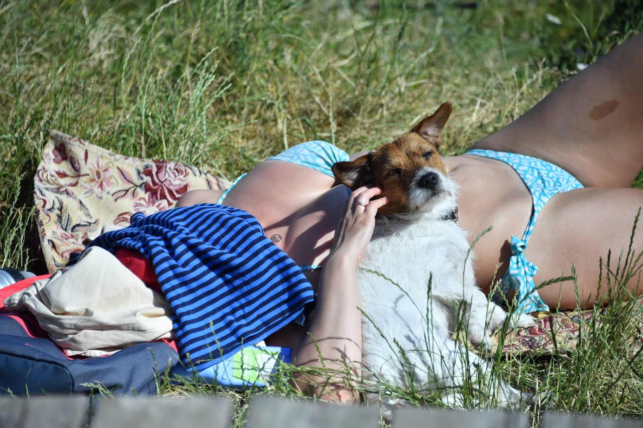 Hund: Bei dieser Hitze ist die Mittagssonne nichts für Mensch und Tier. (Symbolbild)