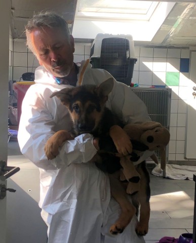 Hund Polid aus NRW wurde von seinen Geschwistern getrennt.