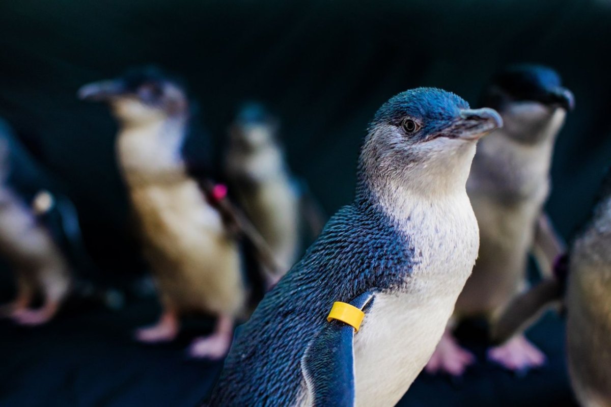 Korallen-Kultur und Pinguin-Tauchgänge: Neues aus der Reisewelt