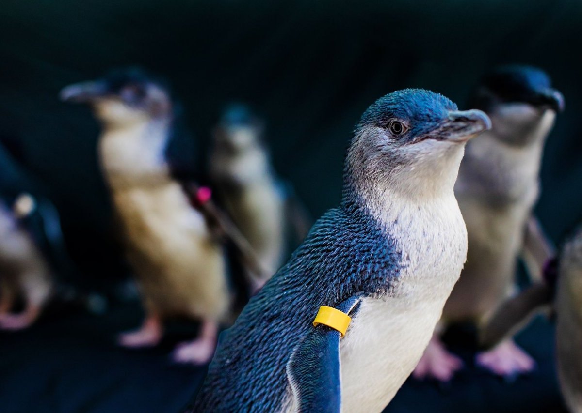 Korallen-Kultur und Pinguin-Tauchgänge: Neues aus der Reisewelt