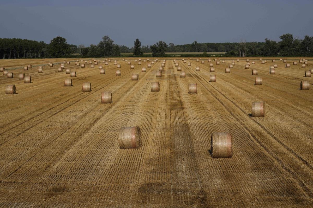 Piacenza: Heuballen liegen auf einem Feld. Die italienische Regierung hat in mehreren norditalienischen Regionen den Notstand ausgerufen, weil eine anhaltende Dürre und eine Hitzewelle den Fluss Po ausgetrocknet haben, der für die Bewässerung in einem Gebiet in Nordmittelitalien, das ein wichtiger Produzent von Obst, Gemüse und Getreide ist, von entscheidender Bedeutung ist. Foto: Luca Bruno/AP/dpa