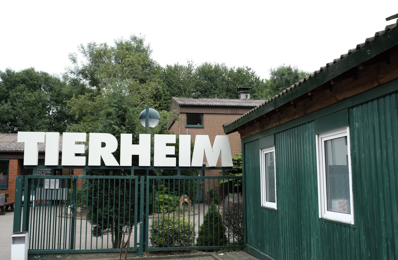 Das Tierheim Bochum ist aktuell randvoll. (Archivbild) 