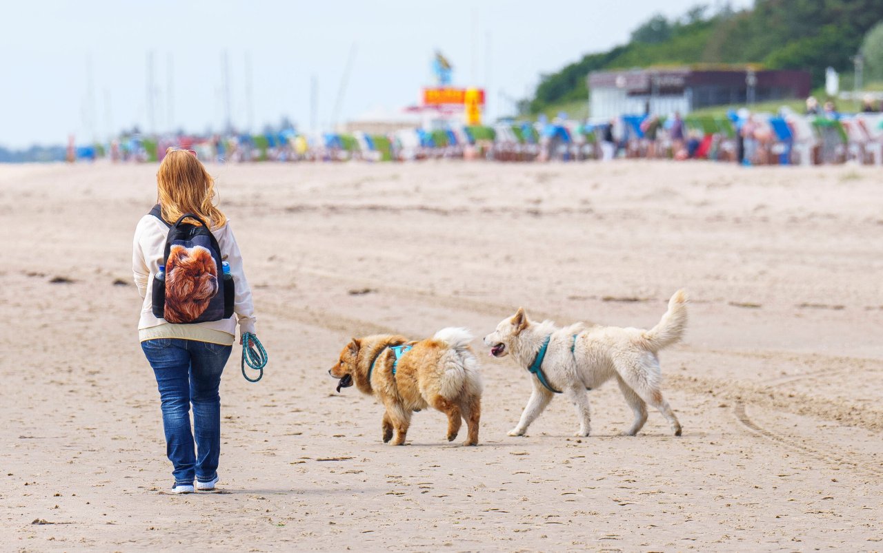 Urlaub mit Hund: Wichtig! DAS solltest du immer dabeihaben - DerWesten.de