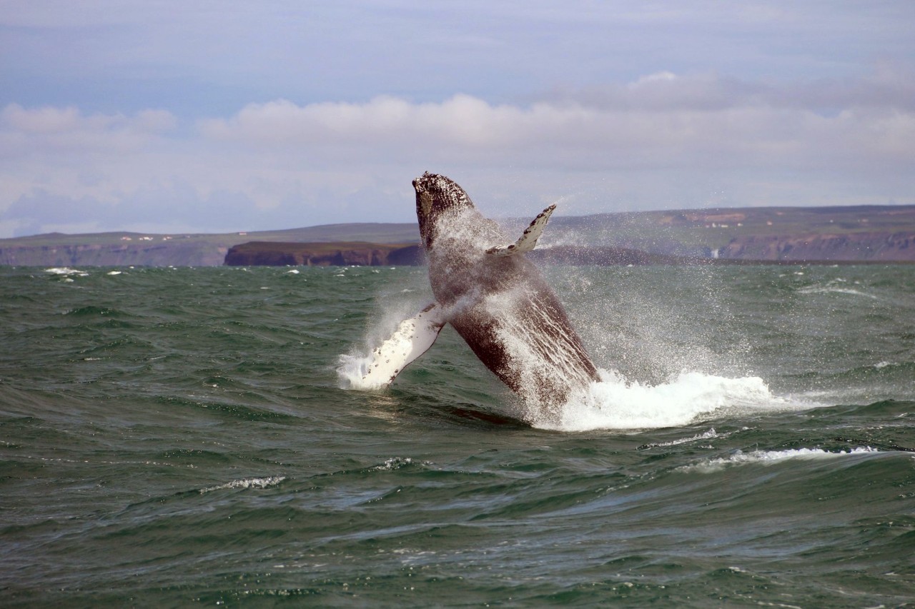 Húsavík ist bekannt für Whale Watching und wird als «Walhauptstadt» Islands bezeichnet.