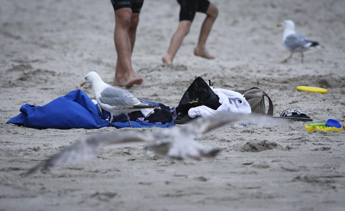 Eine Möwe nähert sich den Strandsachen einer Familie. Kommunen haben kreative Ideen, wie sie die Tiere vertreiben wollen. Aber hilft das langfristig?
