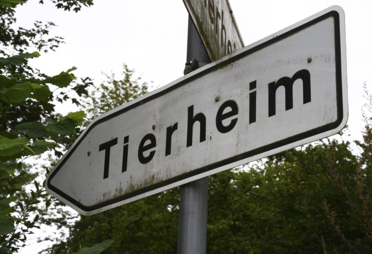 tierheim.jpg