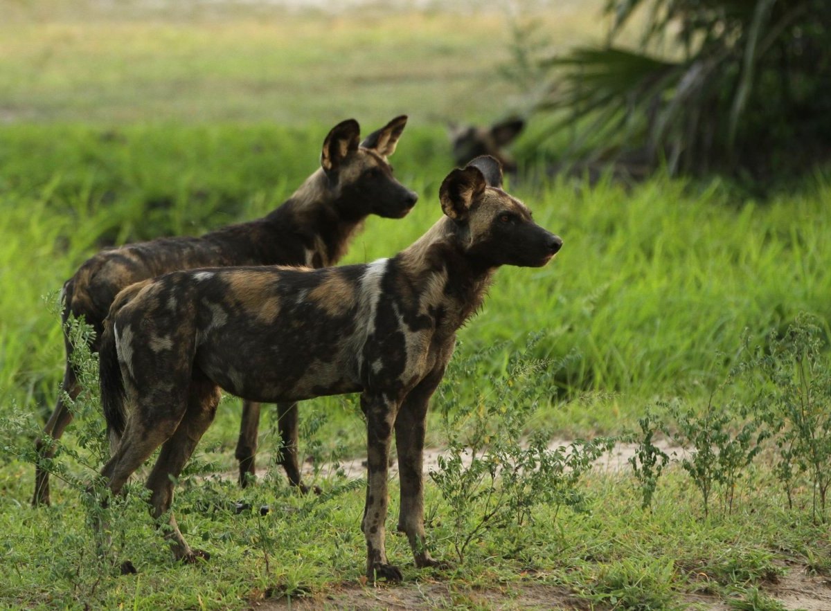 Afrikanische Wildhunde