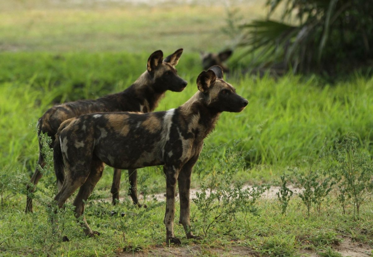 Afrikanische Wildhunde