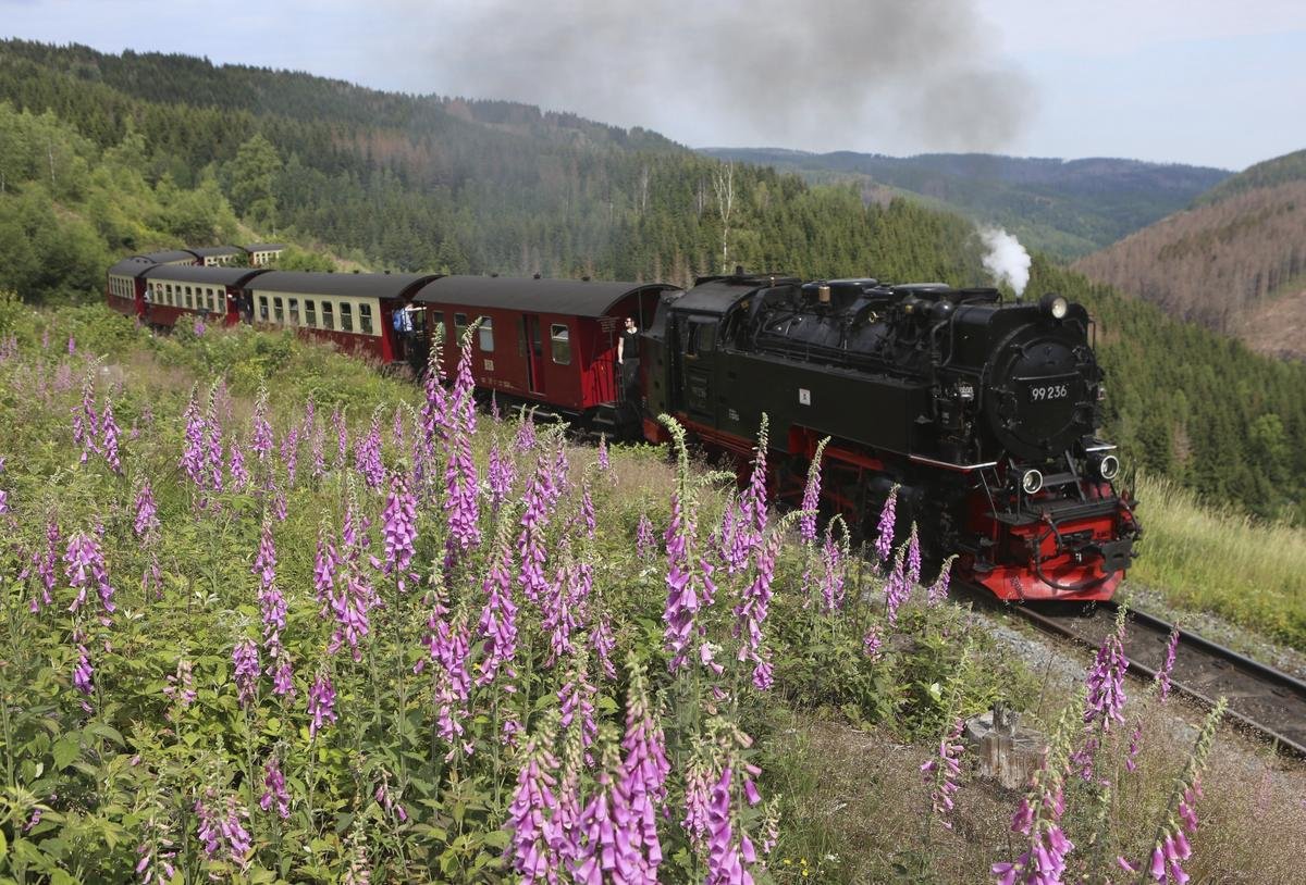 Ein Zug der Harzer Schmalspurbahn fährt auf der Bahnstrecke von Wernigerode zum Brocken. Hier zischt und tutet es: Mit so einer Lok kann man auf den Brocken fahren. Foto: Matthias Bein/dpa-Zentralbild/dpa