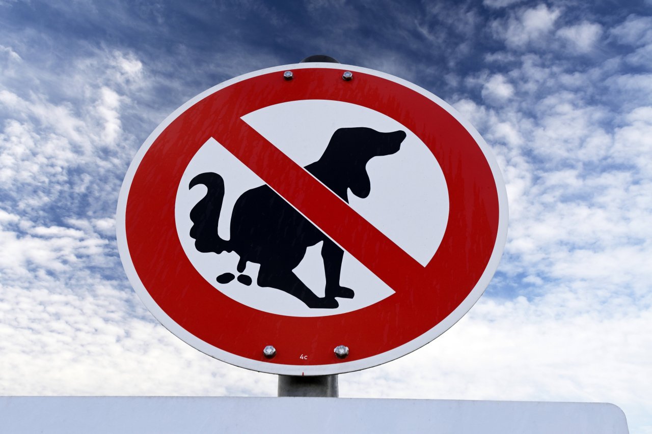 55+ Frau Beobachtet Hund Im Garten Plötzlich Trifft Sie Der Schlag,
