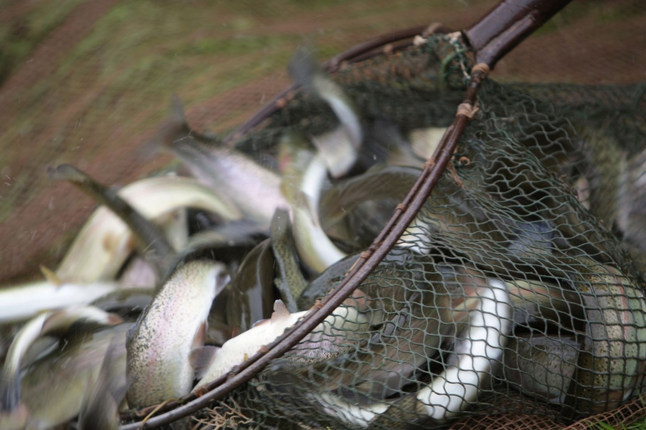Wenn am Ende des Tages 20 Kilo Fisch gefangen wurden, dann ist der Tag für einen Moselfischer erfolgreich gewesen.
