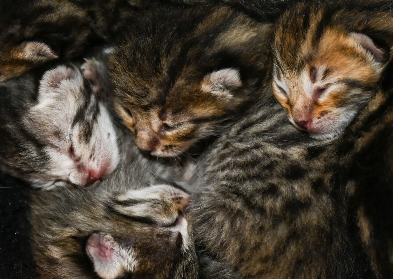 In Gelsenkirchen sind misshandelte Katzen-Babys ausgesetzt worden. (Symbolbild)