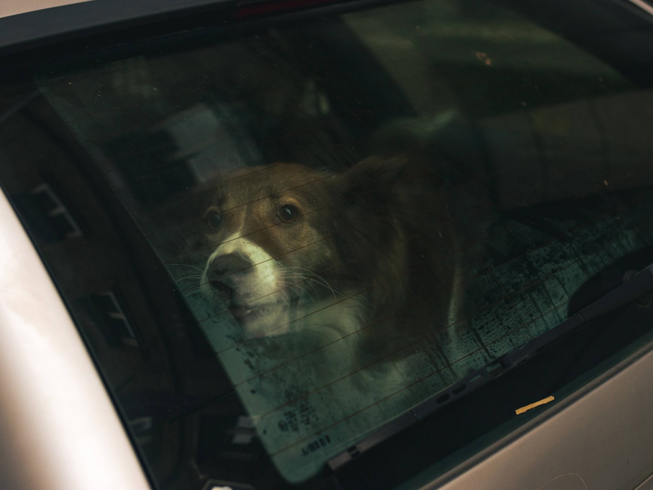 Wieder Mal wurde ein Hund bei den heißen Temperaturen achtlos im Auto zurückgelassen. (Symbolbild) Wieder Mal wurde ein Hund bei den heißen Temperaturen achtlos im Auto zurückgelassen. (Symbolbild)
