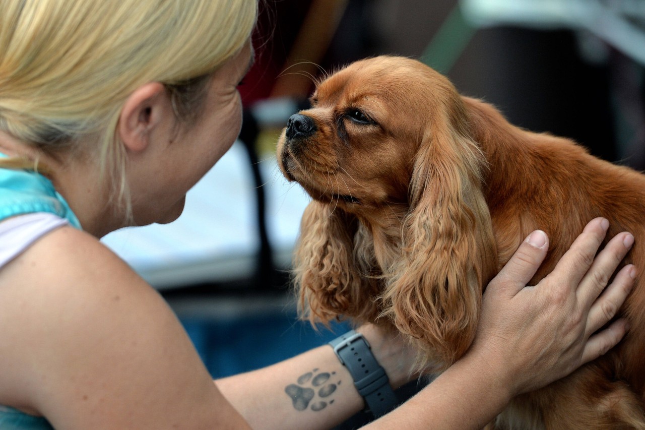 Wusstest du, dass die Nase von deinem Hund so einzigartig wie ein Fingerabdruck eines Menschen ist? (Symbolbild) Wusstest du, dass die Nase von deinem Hund so einzigartig wie ein Fingerabdruck eines Menschen ist? (Symbolbild)