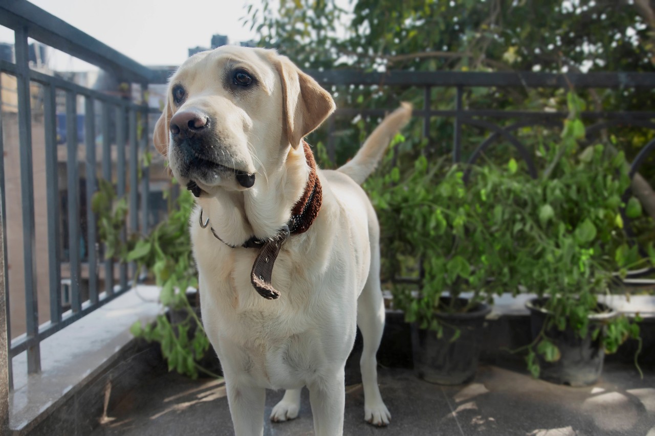 Ein Hund wurde in NRW bei 30 Grad mehrere Stunden auf dem Balkon ausgesperrt. (Symbolbild) Ein Hund wurde in NRW bei 30 Grad mehrere Stunden auf dem Balkon ausgesperrt. (Symbolbild)