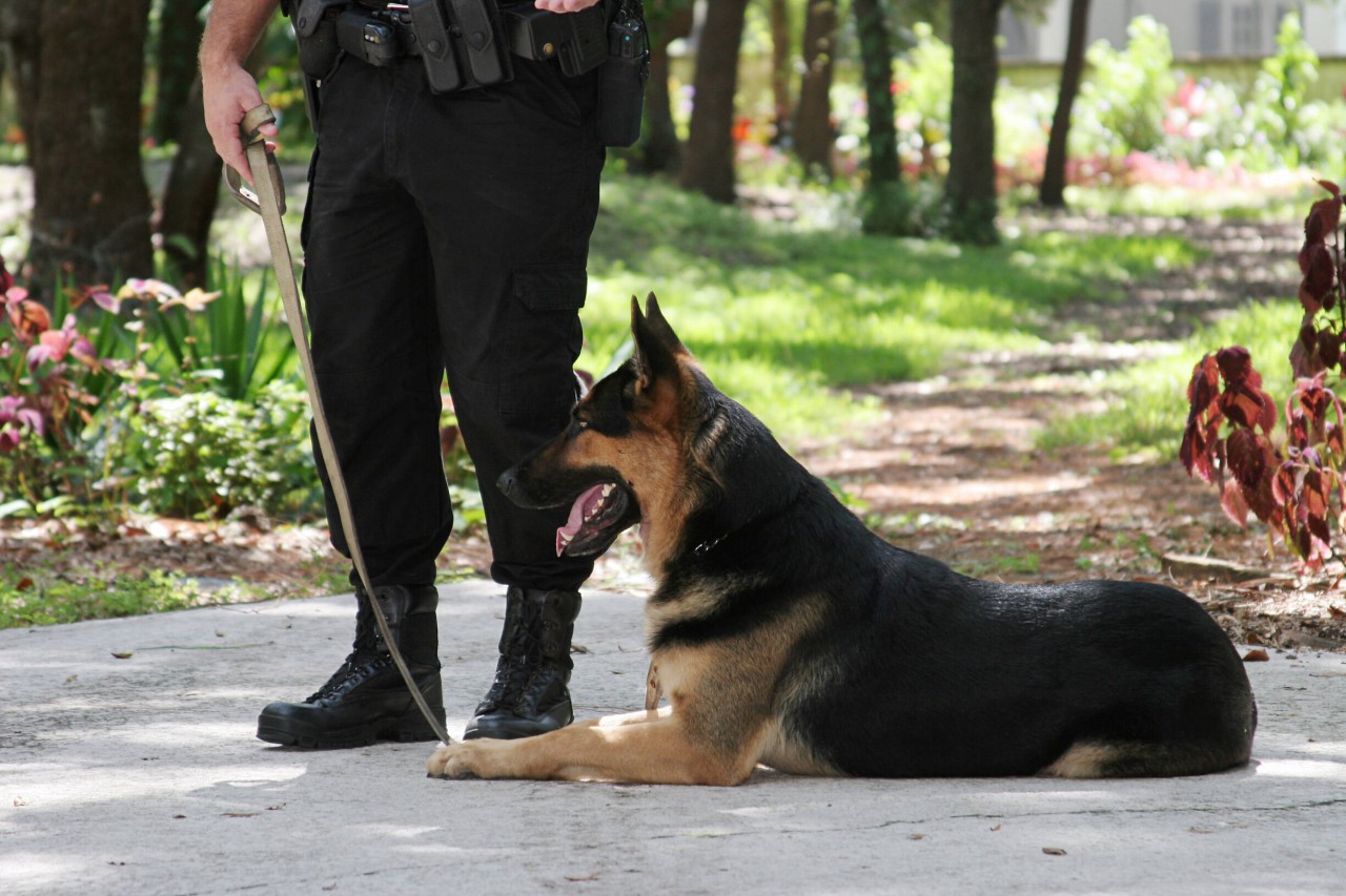 Ein Polizist ist mit vier Hunden joggen gegangen. Kurz danach sind die Vierbeiner gestorben (Symbolbild)