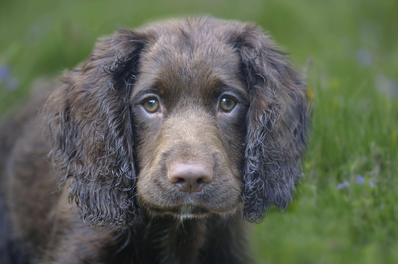 Ein Hund aus England musste höllische Schmerzen über sich ergehen lassen. (Symbolbild) Ein Hund aus England musste höllische Schmerzen über sich ergehen lassen. (Symbolbild)