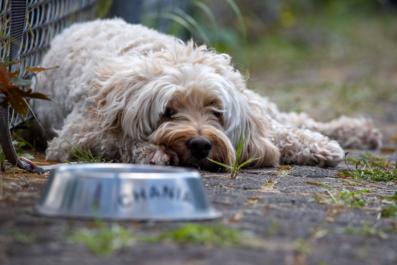 Ein Hund bekam kurz vor seinem Tod von seiner Besitzerin einen Muffin zum essen (Symbolfoto). Ein Hund bekam kurz vor seinem Tod von seiner Besitzerin einen Muffin zum essen (Symbolfoto).