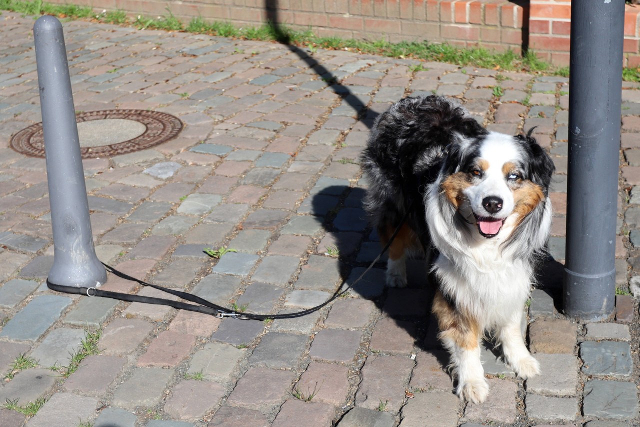 In Duisburg ist ein Hund grausam ausgesetzt worden. (Symbolfoto)