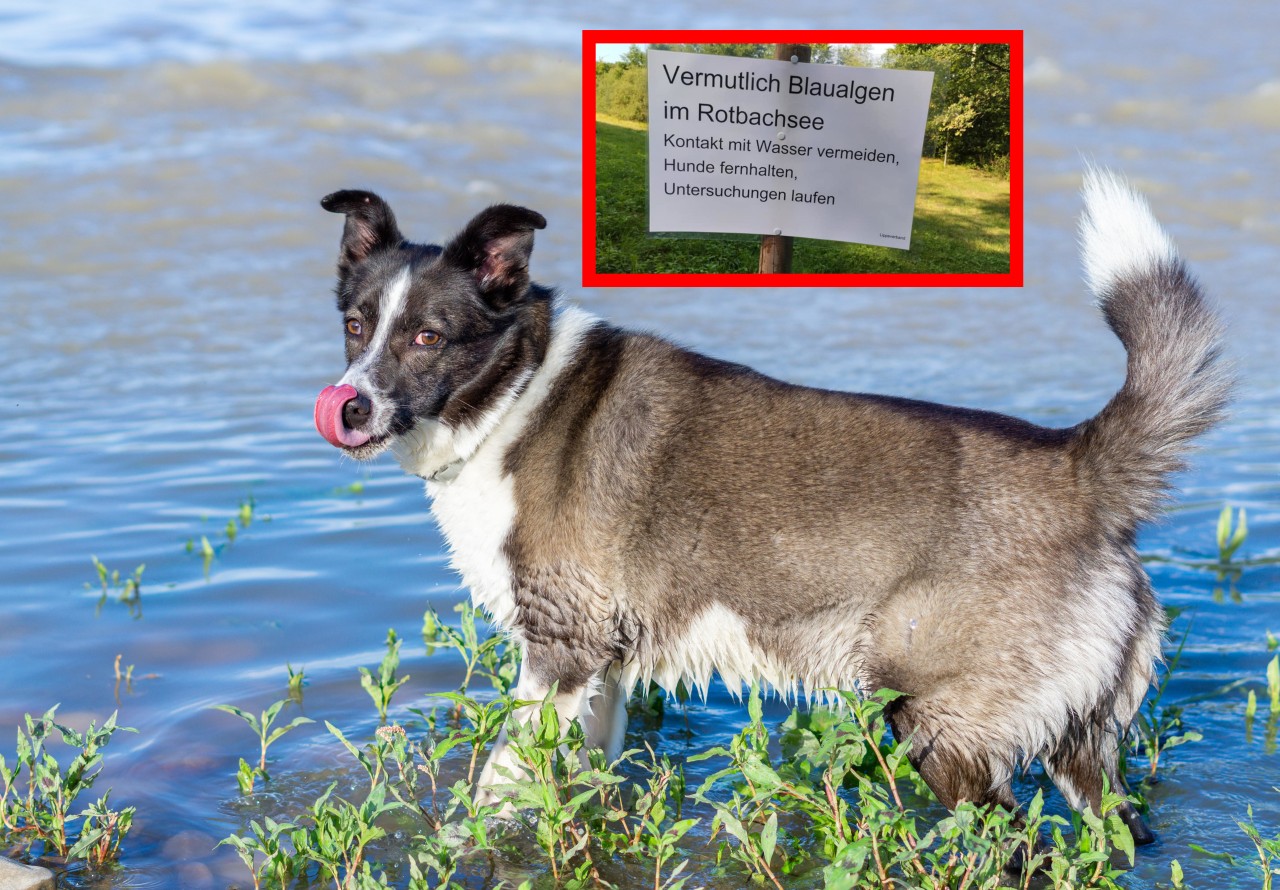 Deinem Hund droht an manchen Gewässern in NRW der Tod. (Symbolbild)