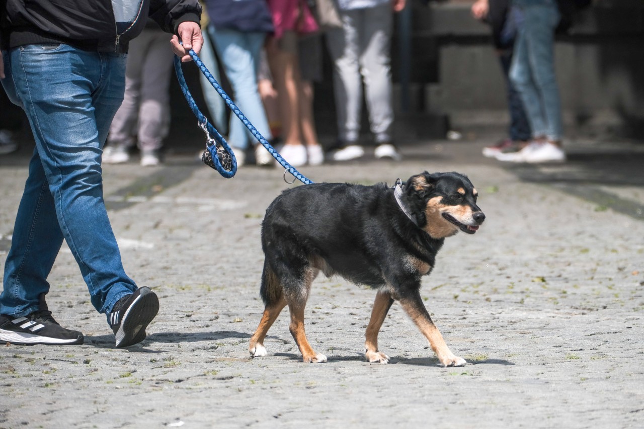Gibt es für Hunde in Gelsenkirchen und ihre Halter bald eine neue Möglichkeit? (Symbolbild)