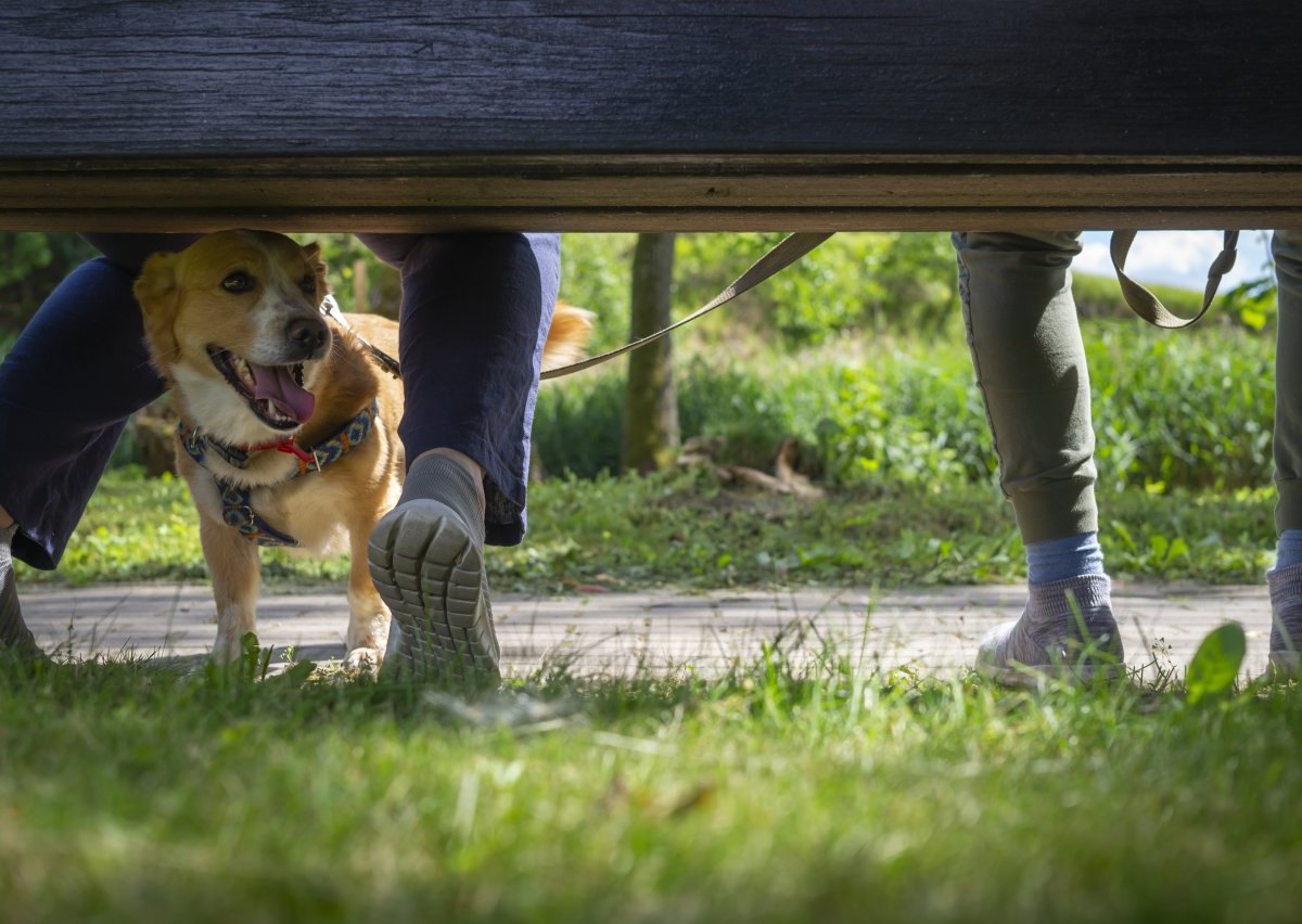 Hund in Gelsenkirchen.jpg