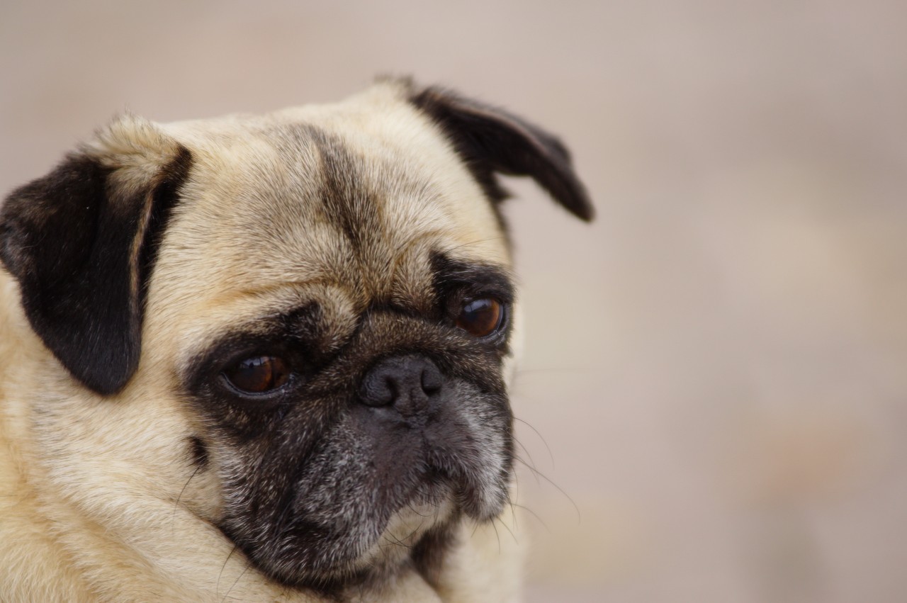 Ein Hund in NRW musste durch eine Not-OP gerettet werden. (Symbolbild) Ein Hund in NRW musste durch eine Not-OP gerettet werden. (Symbolbild)