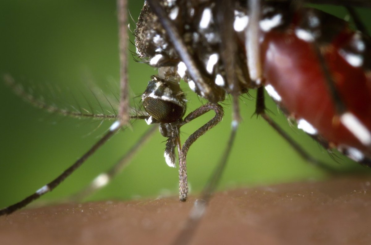 Klimawandel Malaria Mücken Zecken