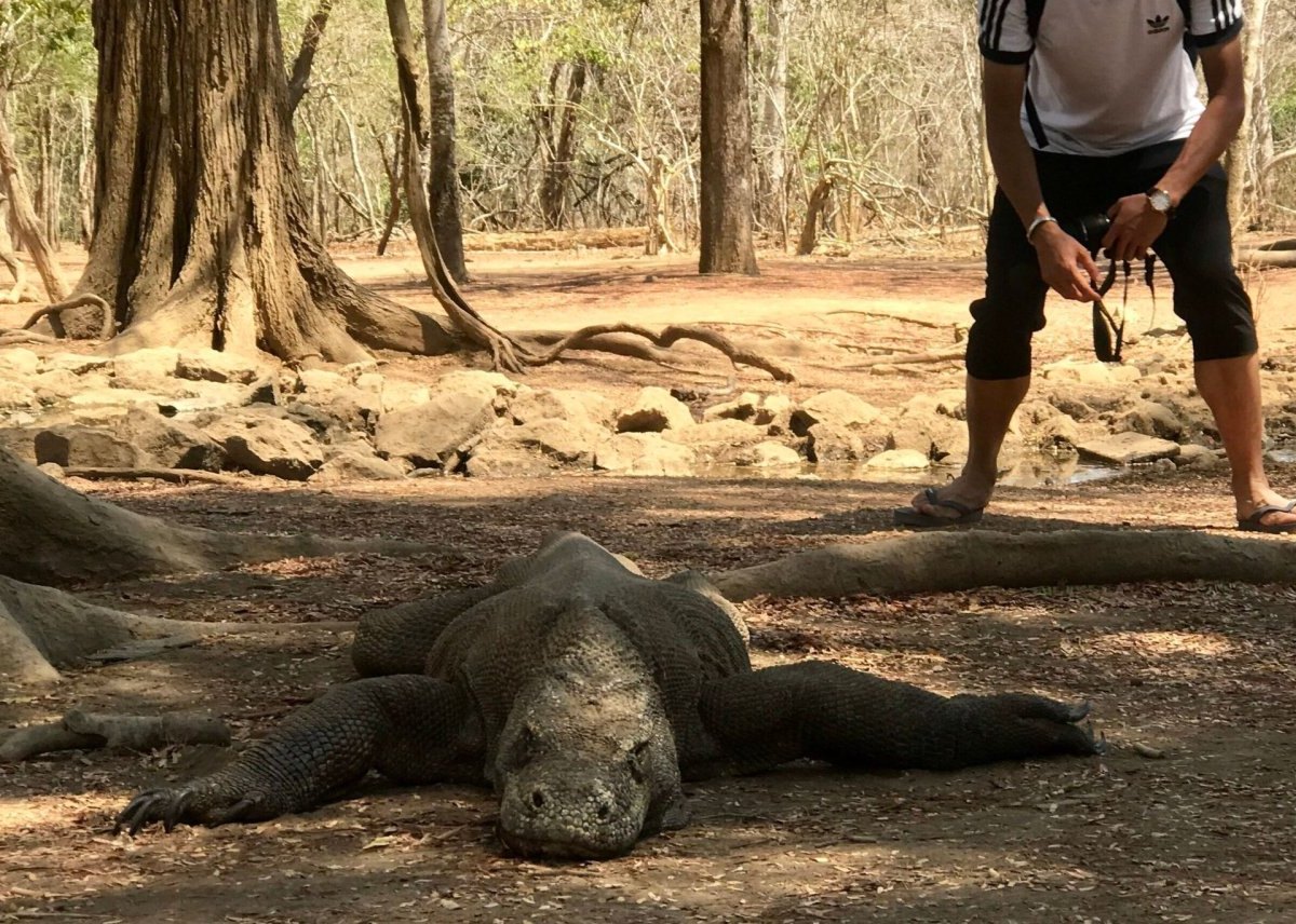 Komodowaran