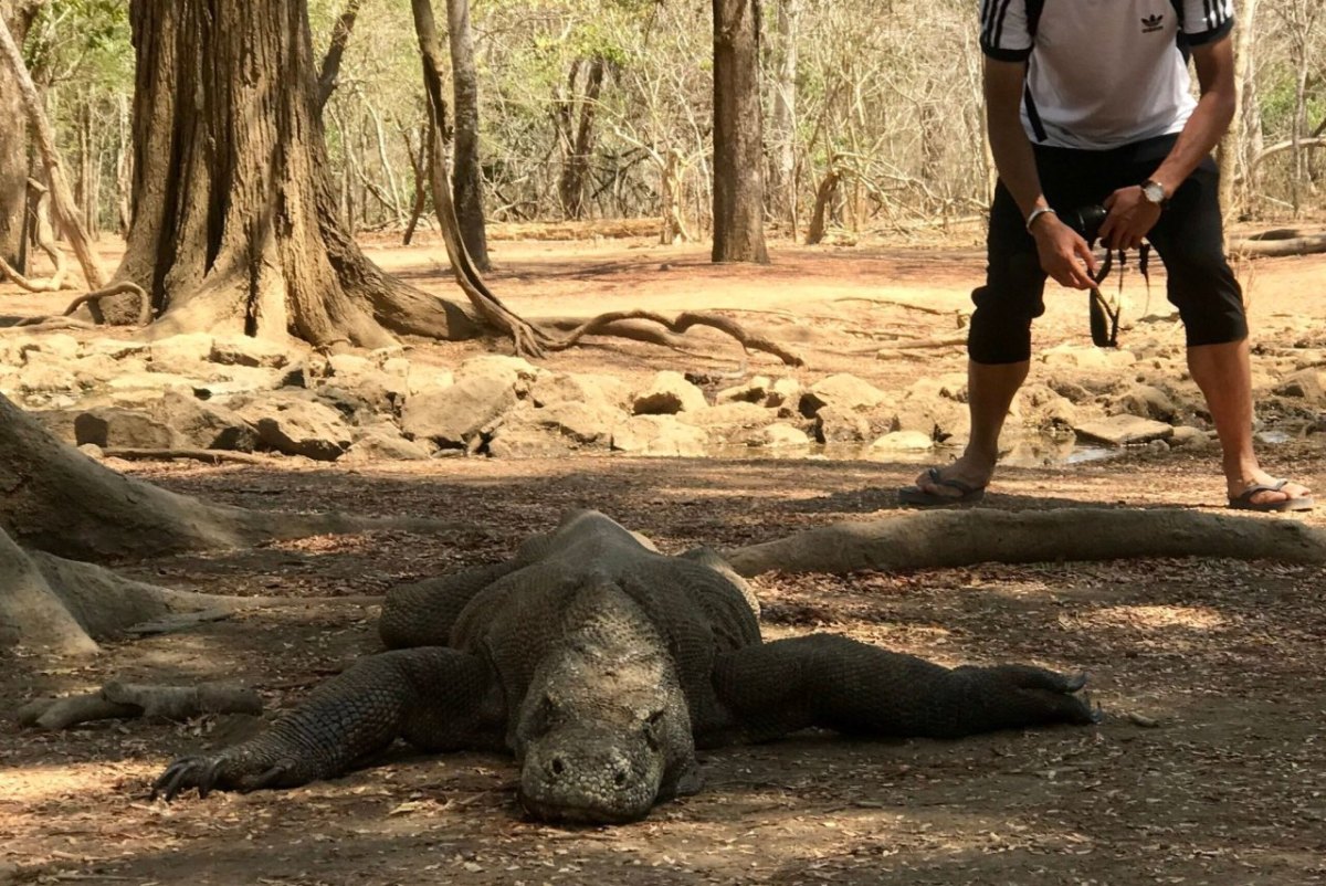 Komodowaran