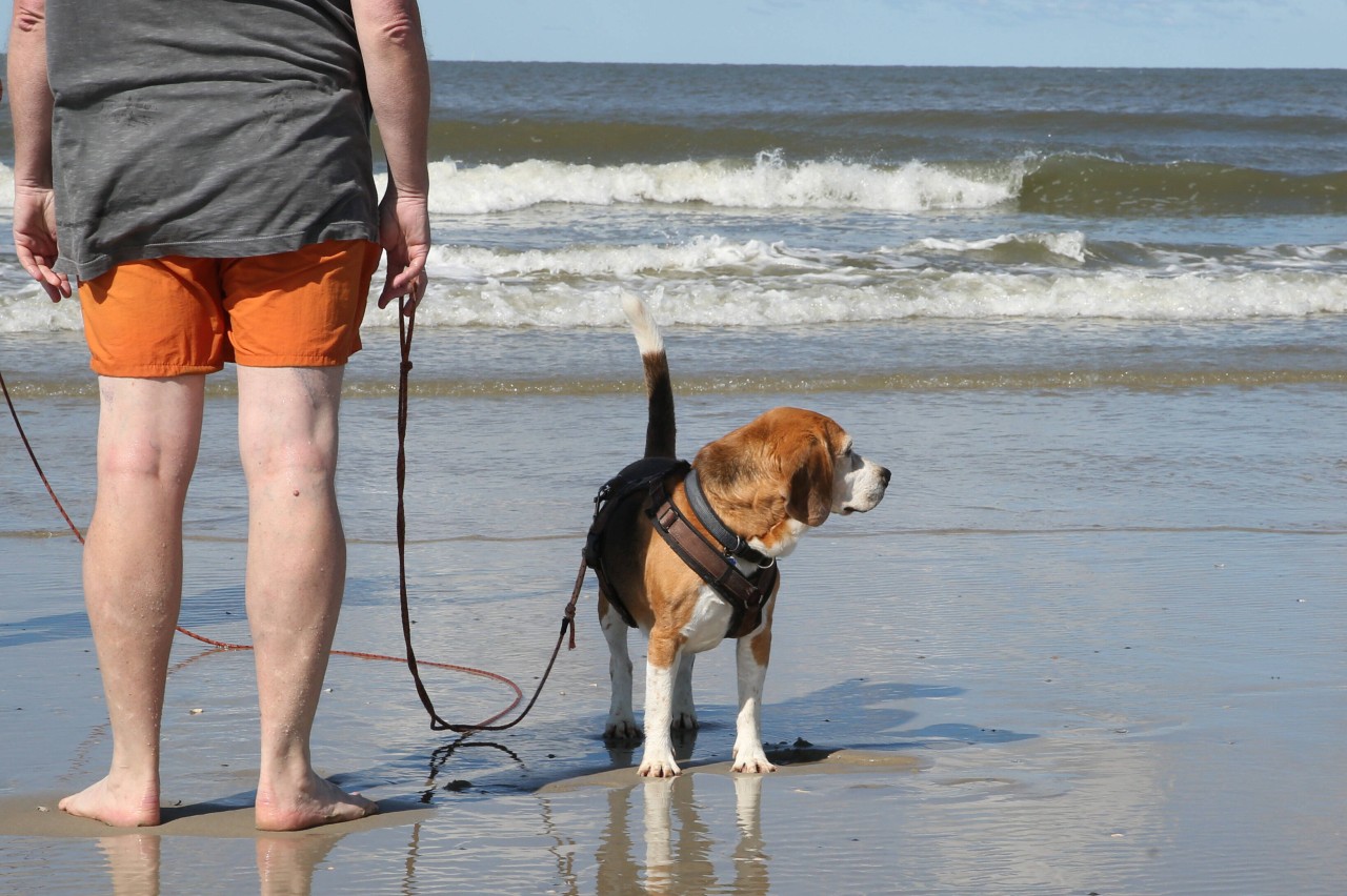 Der Hundestrand von Langeoog an der Nordsee. Hier sorgte ein Mann für Empörung (Symbolbild).