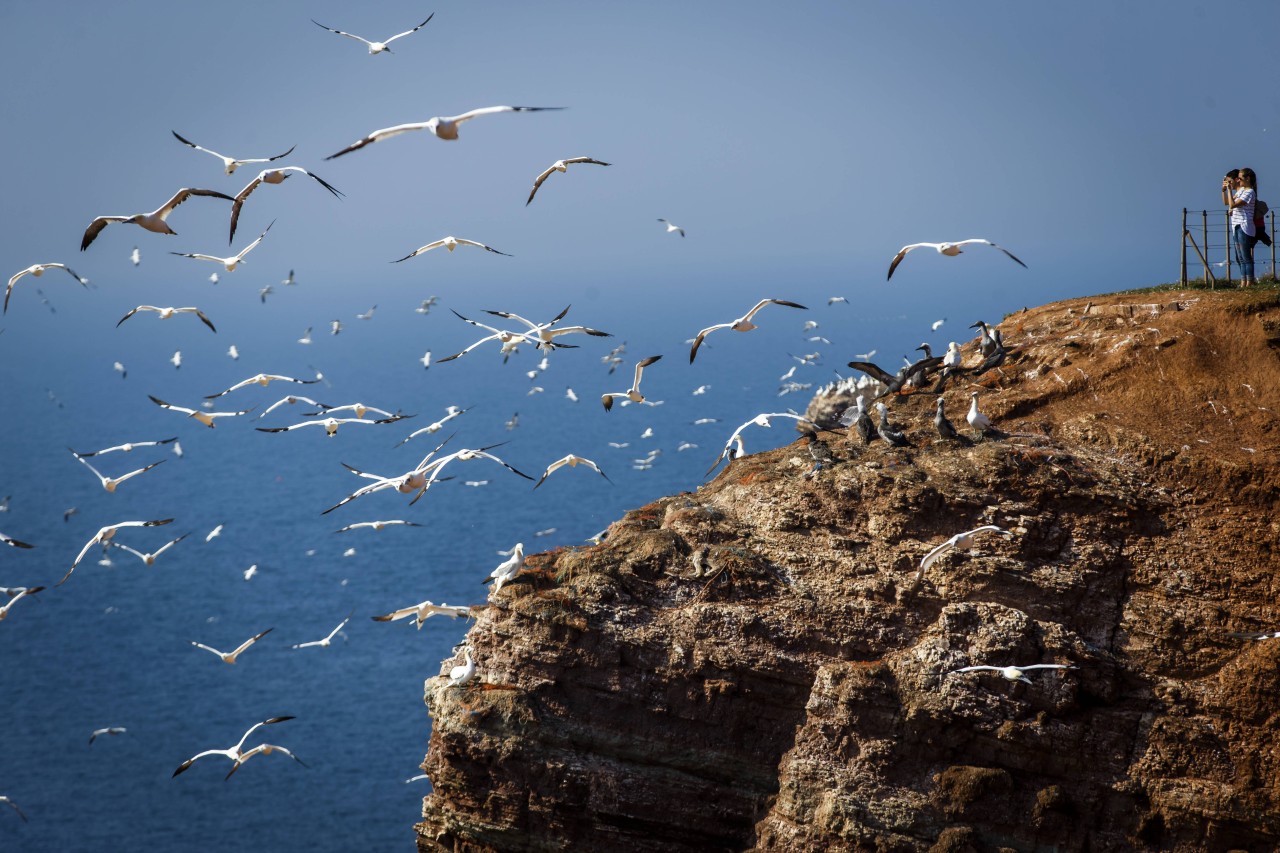 Urlaub an der Nordsee: Eine Touristin kann keinen einzigen Vogel auf den Lummenfelsen entdecken. (Symbolbild)