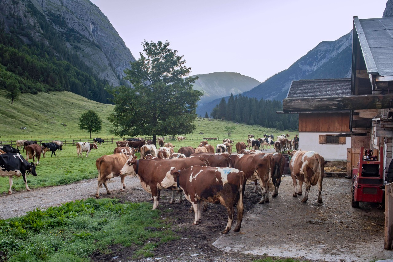 Im Urlaub in Österreich wurde eine Schülergruppe von Kühen angegriffen. (Symbolbild)