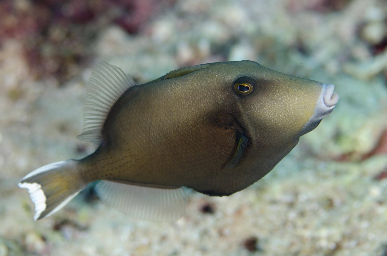 Urlaub in Frankreich: Der Drückerfisch treibt entlang der französischen Strände derzeit sein Unwesen. (Symbolbild)