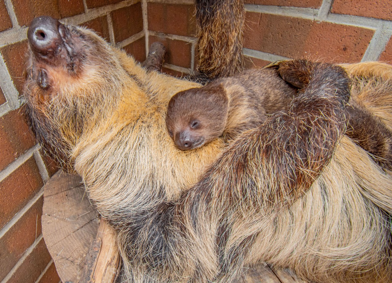 Zoo Dortmund: Mama Hexe und ihr Faultier-Baby halten Mittagsschlaf.  