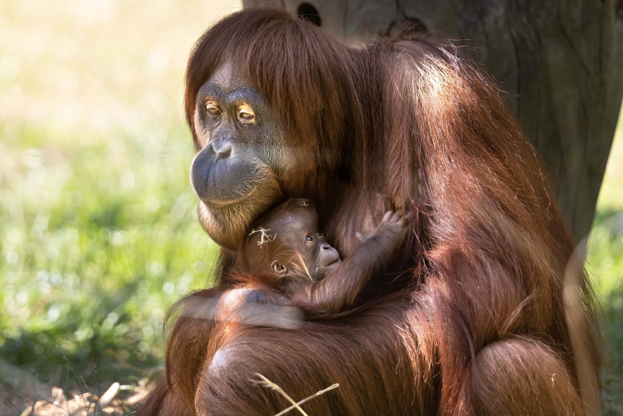 Zoo Dortmund: Affen-Dame Suma ist zum ersten Mal Mama geworden. Nun zeigen sich die Zwei erstmals der Öffentlichkeit. (Symbolbild)
