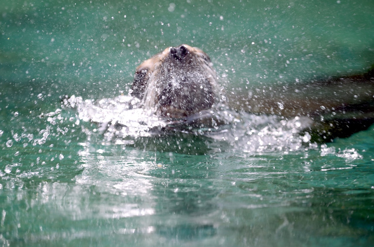 Im Wassergehe der Seehunde bekommen die Tiere auf einmal Besuch von ihren Tierpflegern. (Archivbild)