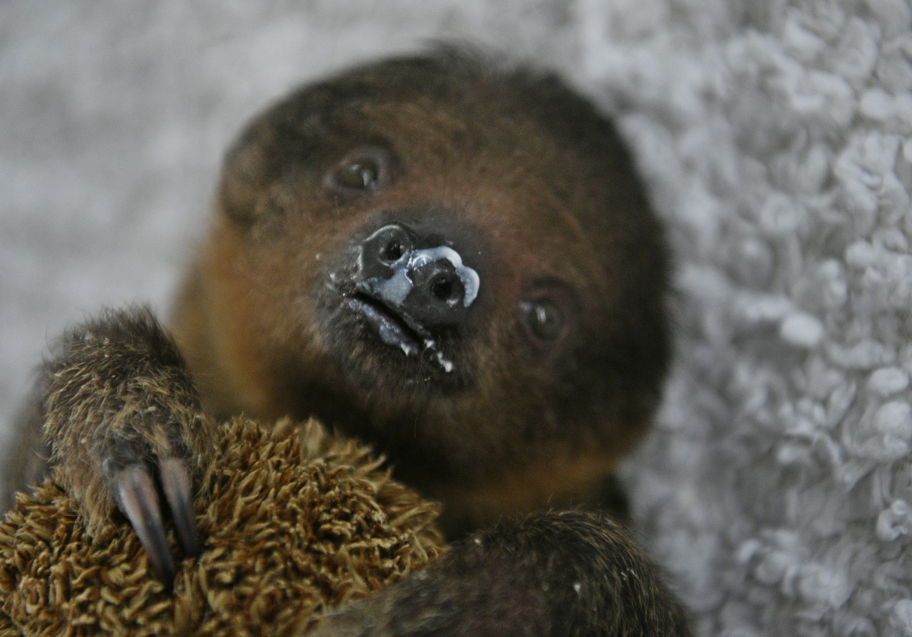 Zoo Zajac hat Nachwuchs und freut sich über Faultier-Baby Fridolin. 