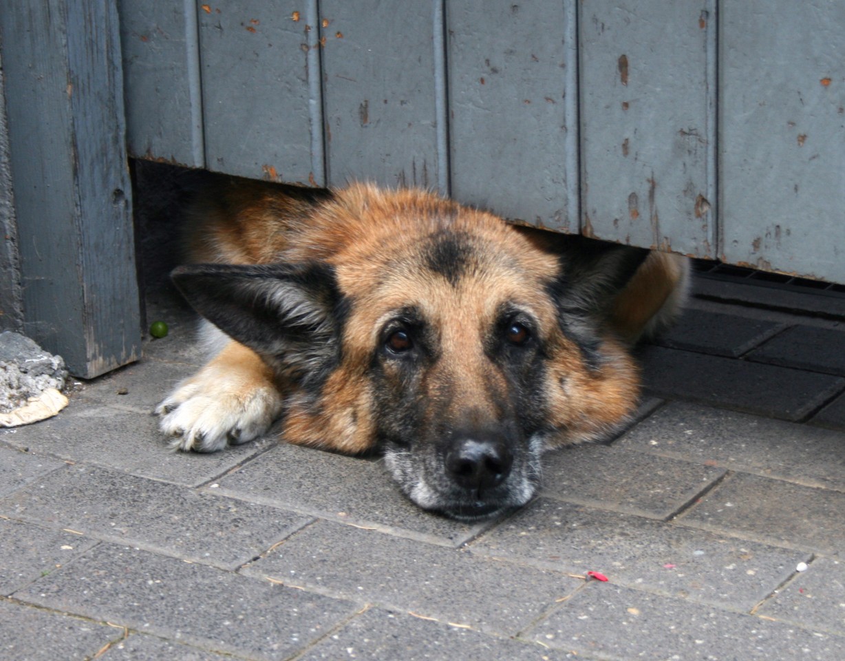 Schäferhündin Sheba wurde in einem weißen Van entführt. (Symbolbild) 