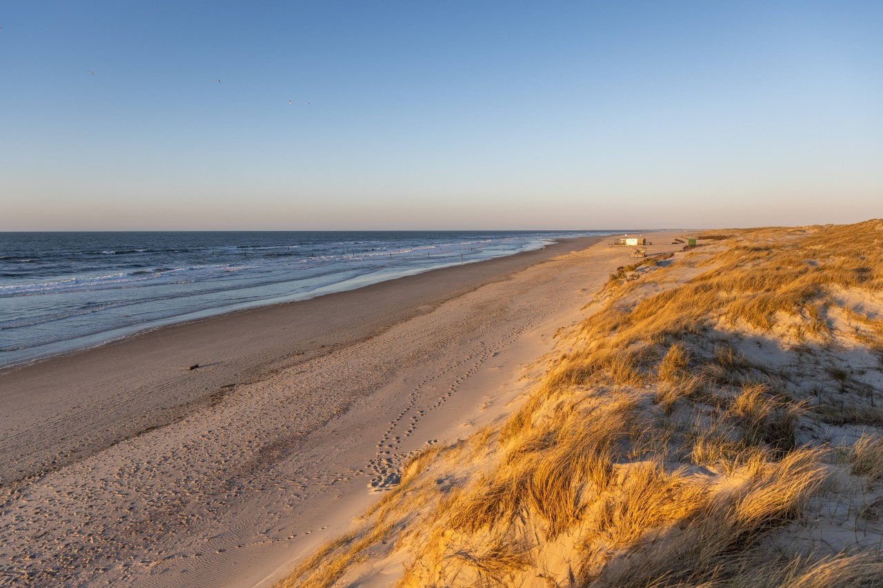 Urlaub an der Nordsee: Wildkaninchen gefährden die Sicherheit der Deiche (Symbolfoto).