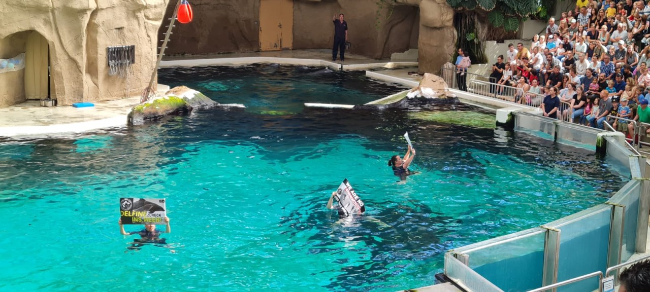 Aktivisten haben im Zoo Duisburg eine Delphine-Show gestört. Sie sprangen ins Wasser und hielten Schilder hoch. 