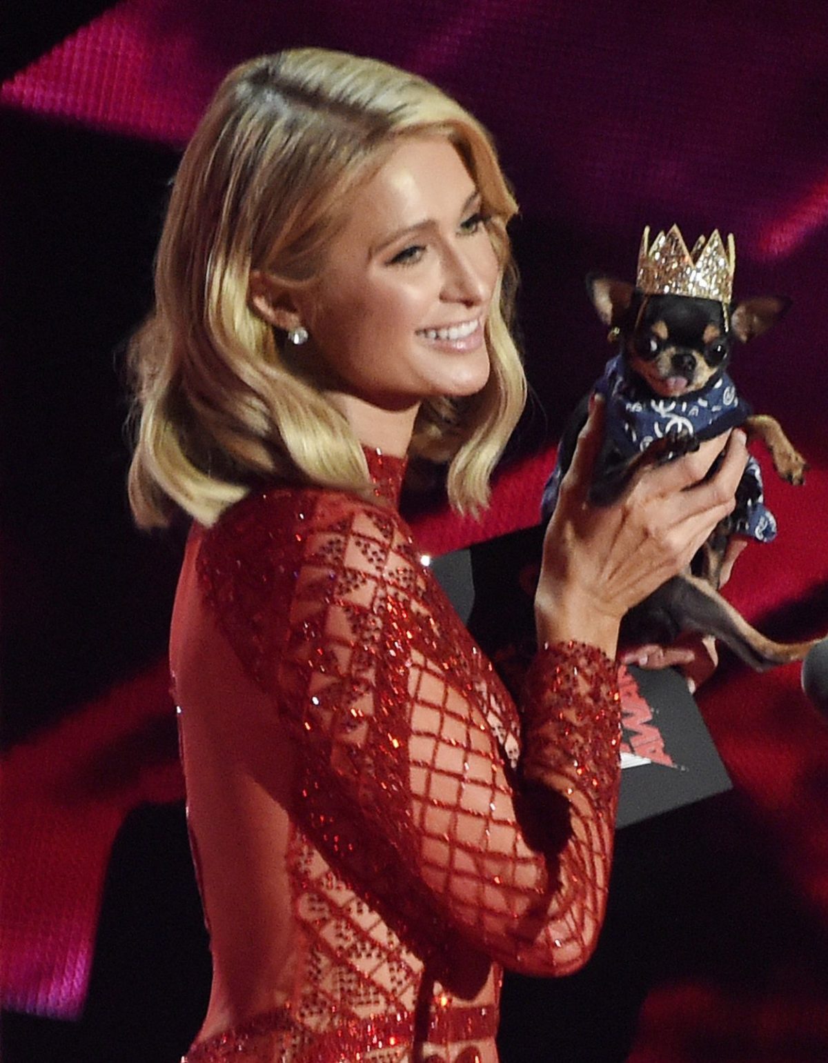 Paris Hilton vermisst ihren Hund Diamond Baby