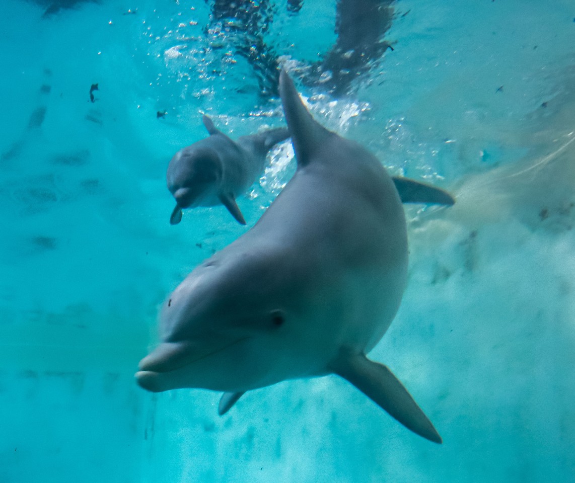 Im Zoo Duisburg ist ein Delfin-Baby geboren worden.