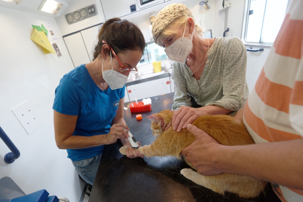 Essen und Bottrop: Im Tierarztmobil können bedürftige Senioren bald ihre Haustiere behandeln lassen. 