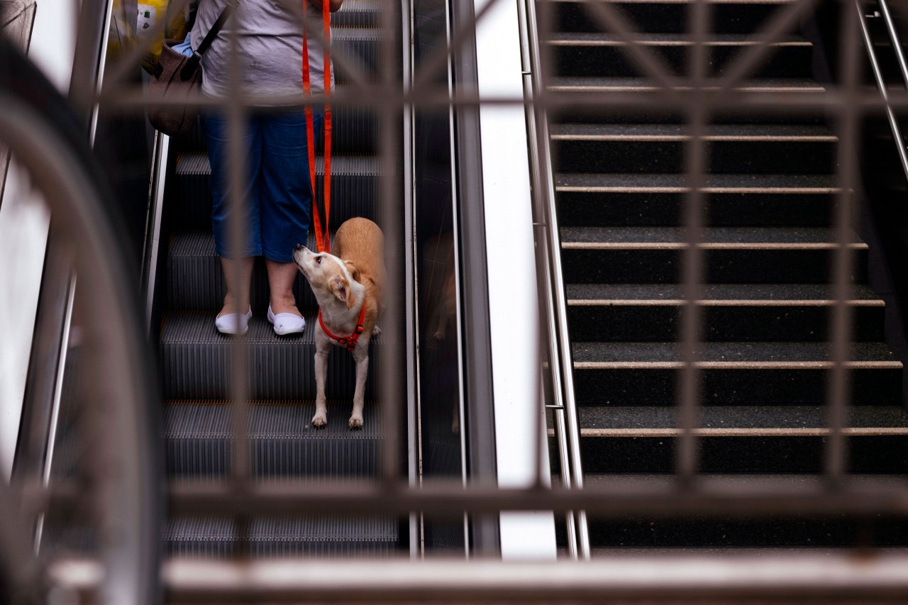 Am Sonntagabend blieb ein Hund aus München mit seinem Schwanz in einer Rolltreppe hängen. (Symbolbild)