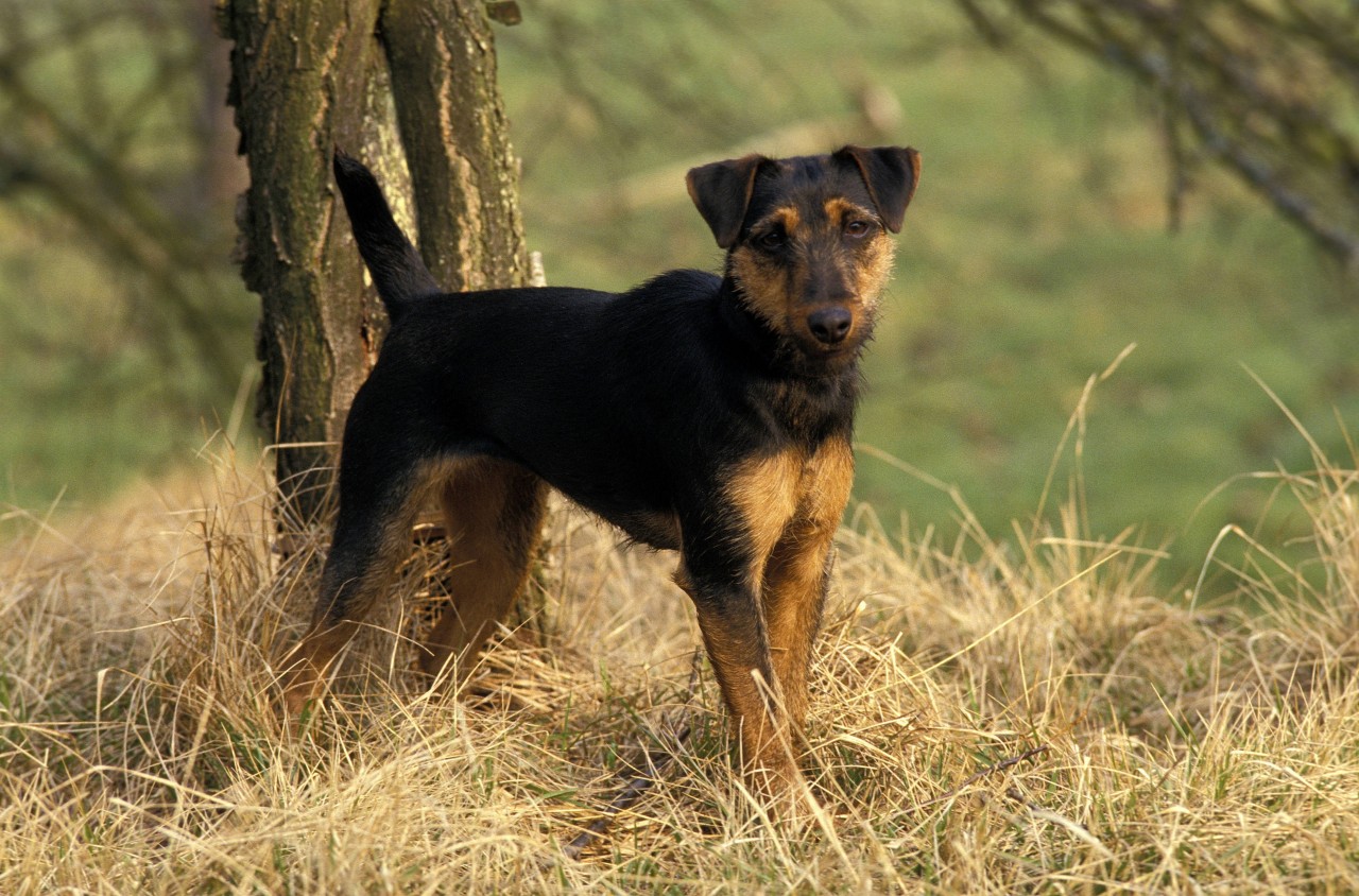 Hund: Während eines Jagdausflugs verschwindet ein Jagdterrier und kommt nicht mehr zurück. (Symbolbild)