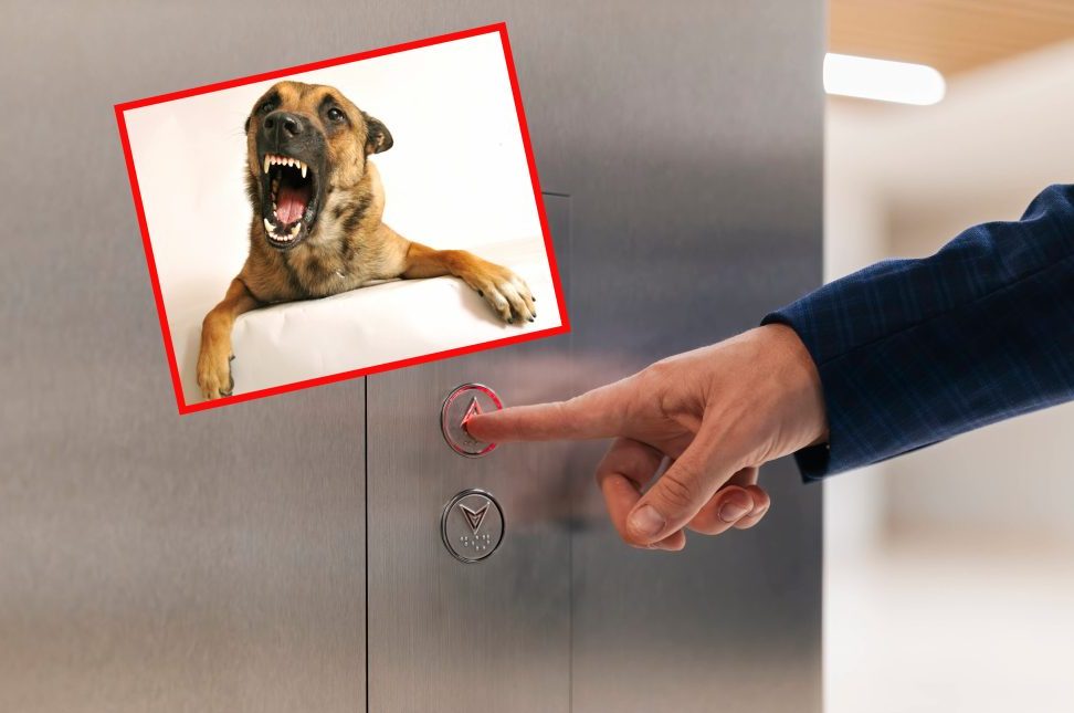 Hund beißt Lieferant, als der aus dem Aufzug will.
