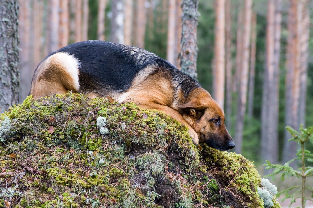 Ein Hund wurde im Wald erschossen. (Symbolbild)