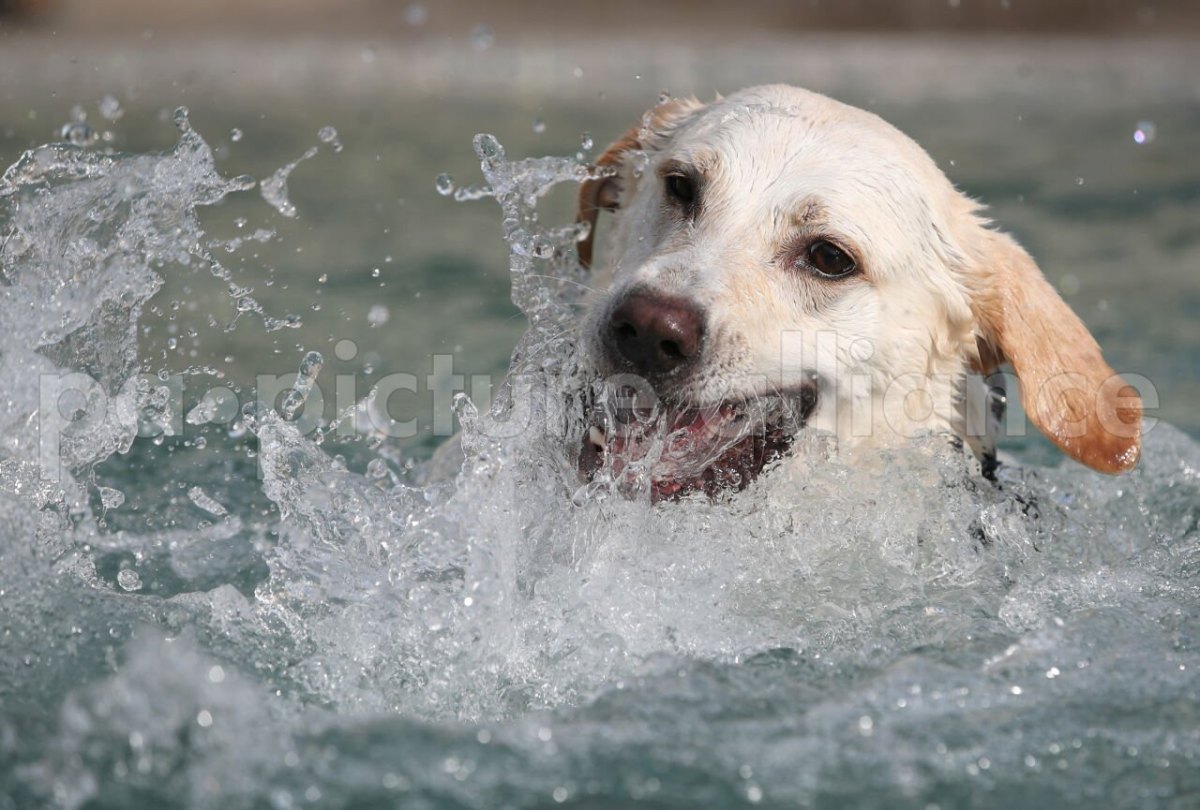 Hund-Wasser.jpg